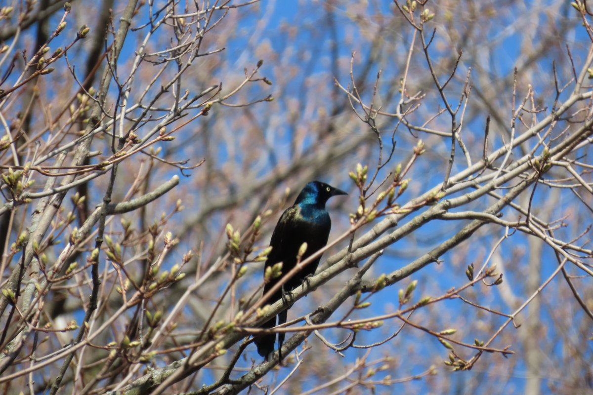 CarlynServices's tweet photo. an annoying little #bird that likes to travel in packs. Pretty colours #commongrackle https://t.co/vzvnIh5IE4