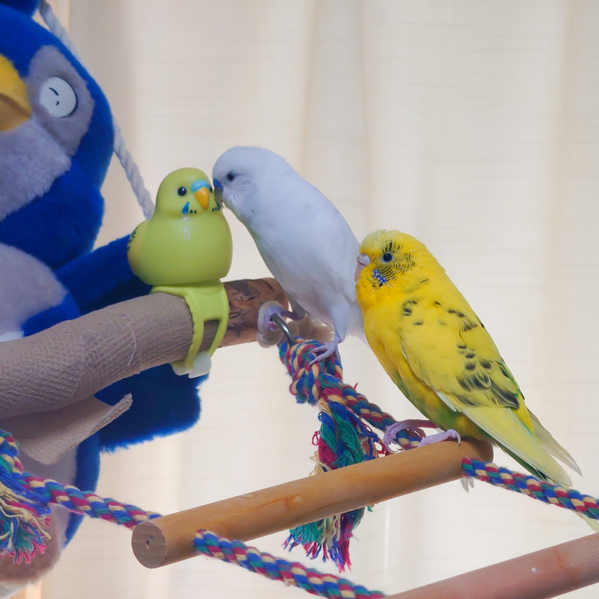 ぴよこ(ぴーよこまる♂) tweet media