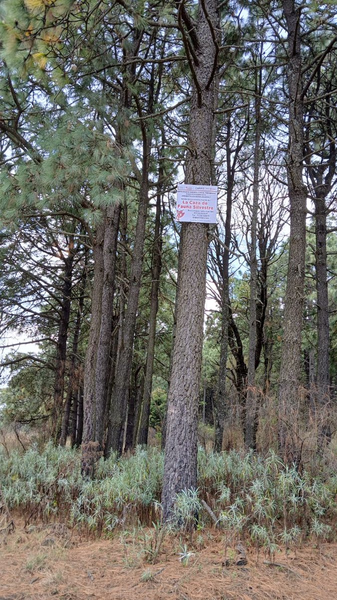 Probosque_'s tweet image. Se supervisó una superficie aproximada de 50 hectáreas, fortaleciendo el seguimiento de acciones para la conservación de los recursos forestales.
#ElPoderDeServir #CampoPROBOSQUE