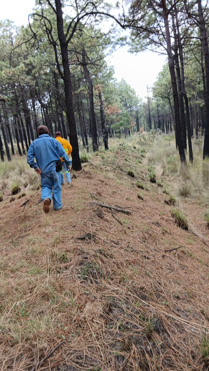Probosque_'s tweet image. Se supervisó una superficie aproximada de 50 hectáreas, fortaleciendo el seguimiento de acciones para la conservación de los recursos forestales.
#ElPoderDeServir #CampoPROBOSQUE