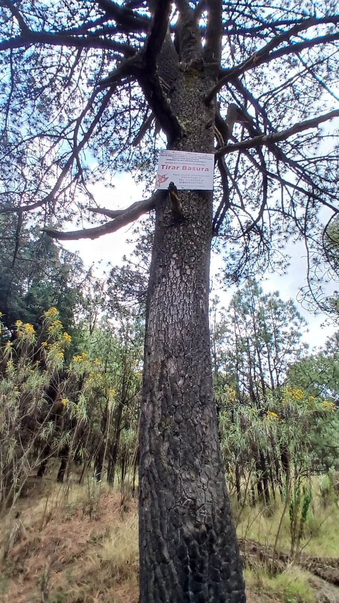 Probosque_'s tweet image. Se supervisó una superficie aproximada de 50 hectáreas, fortaleciendo el seguimiento de acciones para la conservación de los recursos forestales.
#ElPoderDeServir #CampoPROBOSQUE