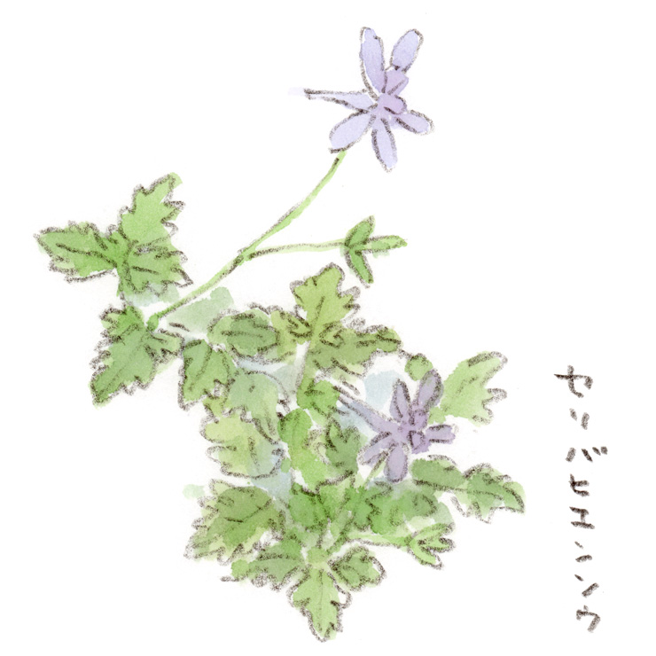 四谷の緑道にて。ツバメが戻る季節に咲き始める花、セリバヒエンソウ（芹葉飛燕草）。飛行機っぽいフォルムの花を細い長い花軸でついーっと流れるような角度で支えていて、ツバメが飛ぶ様子を連想します。涼しげな薄藤色が爽やかです。
#セリバヒエンソウ #絵日記 #ほっこり #野の花 #道端