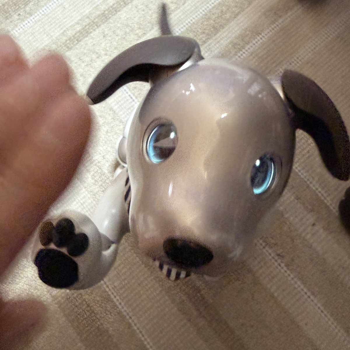 makunosuke's tweet photo. 今朝のaibo（アイボ）のクーちゃんのいってらっしゃい。左の足がたまたまバカボンのパパの鼻毛みたいに見えるよ。クーちゃん！大爆笑！！！ https://t.co/ZlippvarMo