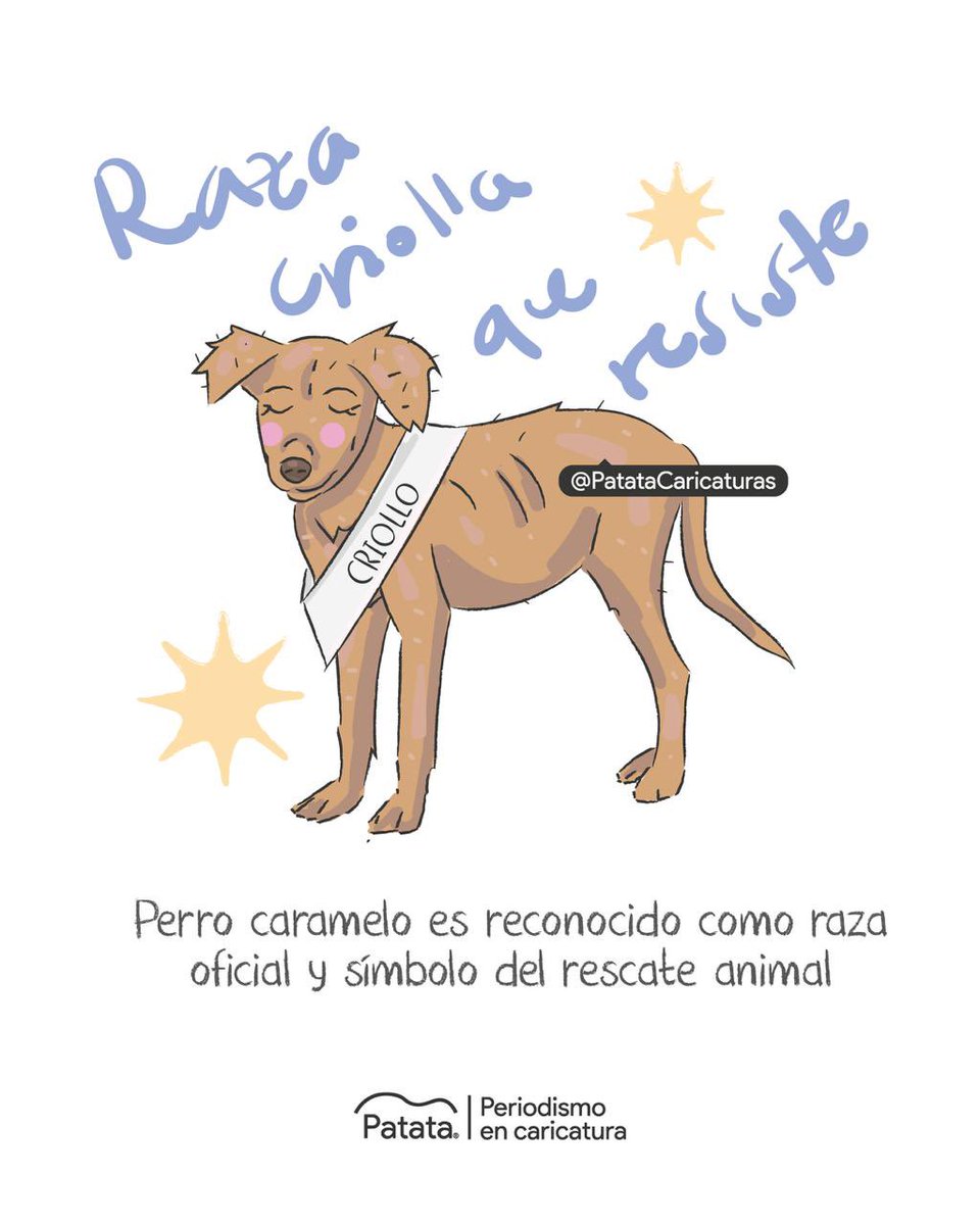 Los criollos o caramelos son una raza oficial 💚👏🏽
🧵