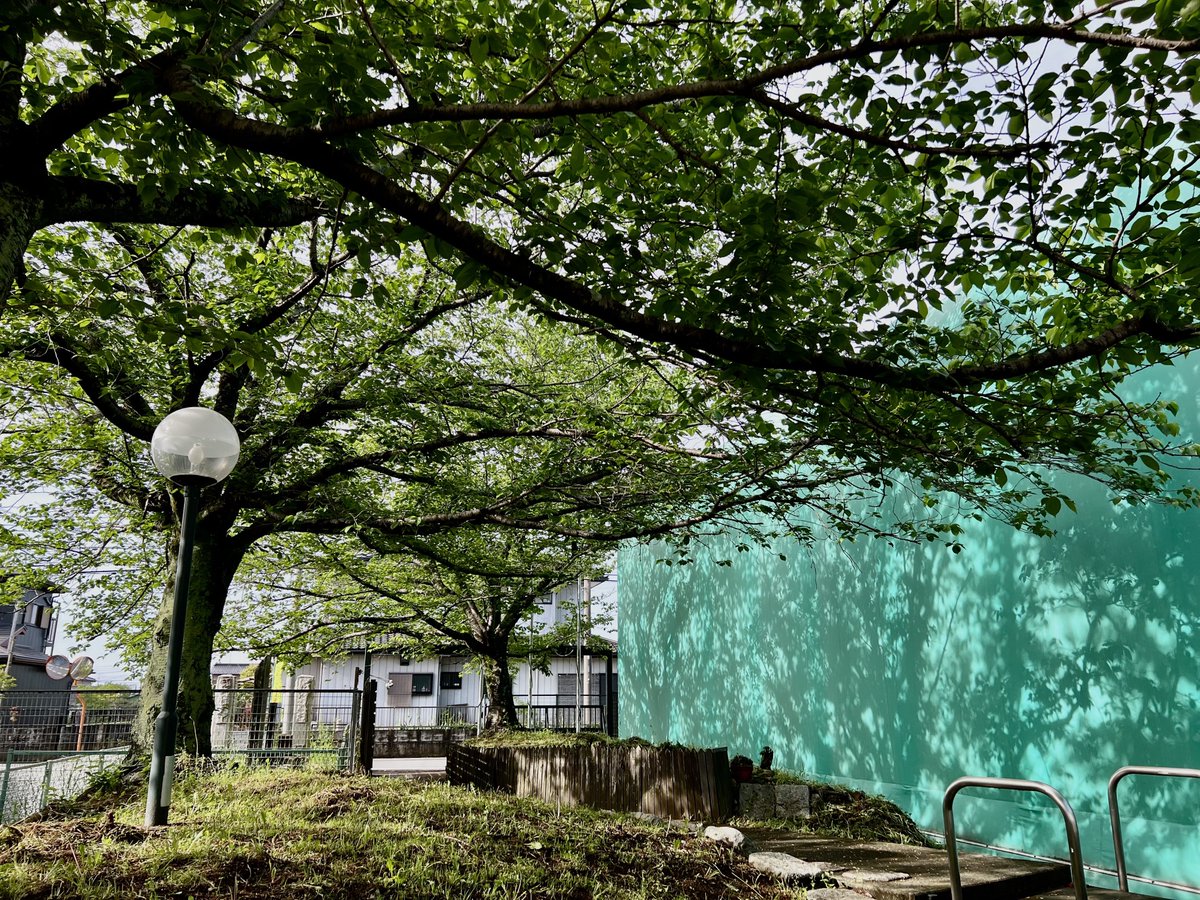 TokyoSpringK's tweet photo. おはようございます🍀
桜は完全に散ってしまいましたが、新緑が眩しいです。毎年この季節は気持ちがいいですね。朝は空気が澄んでいます。
本日も良い一日でありますように🍀
#企業公式つぶやき部 
#朝の風景 
#朝のご挨拶 https://t.co/728R1pdpbt