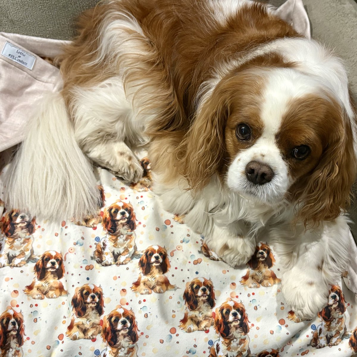 Well me is proud of meself. Had me 1st observation to become therapy dog. It was at an elderly folks home &amp; me had to manage walkers, canes &amp; wheelchair. And dementia Momma say - whatever that is. Momma say I was fabulous &amp; dey really  luvved me. Me Lottie/PL blanket was a hit.
