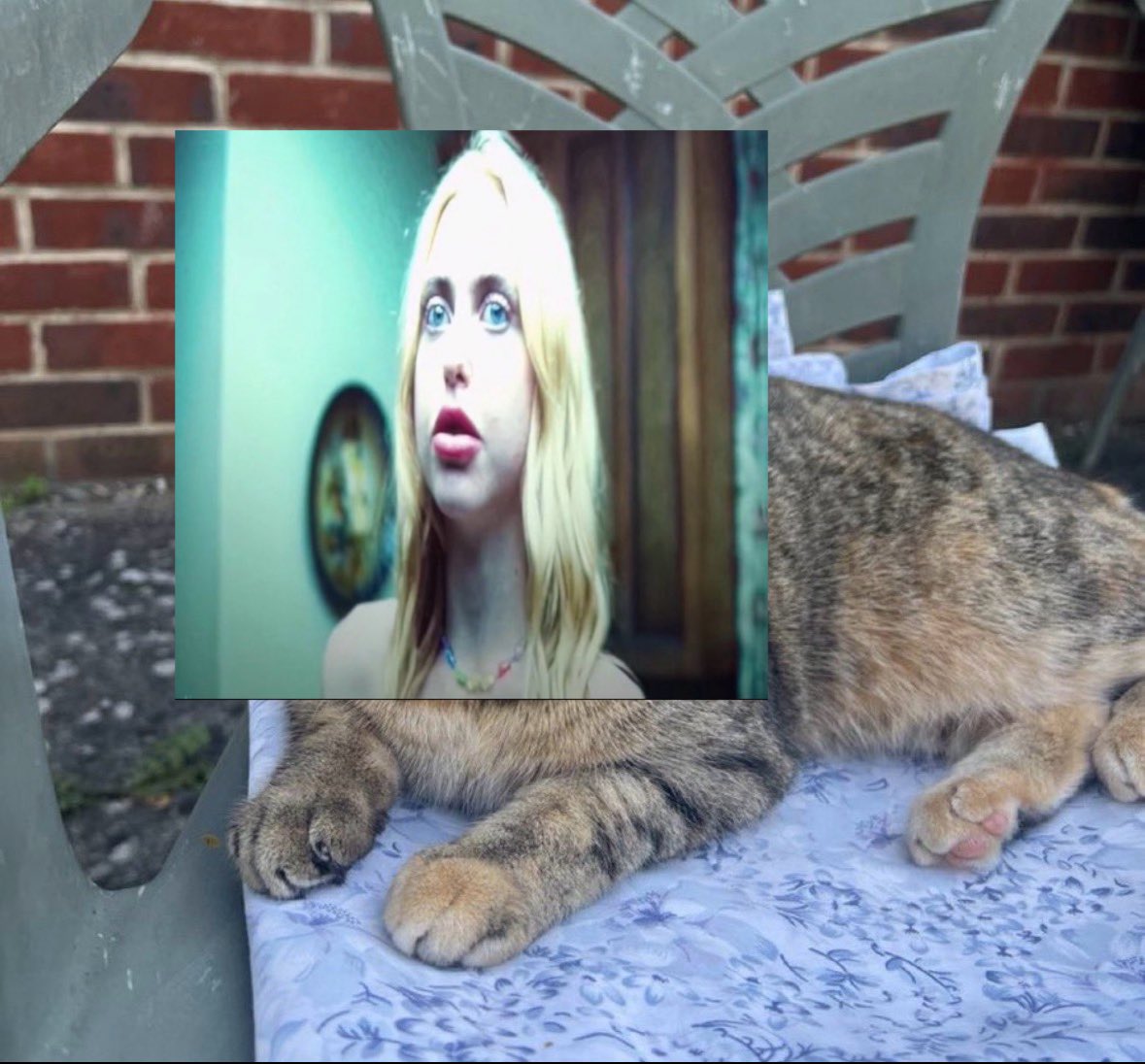 grob 🪼 tweet media