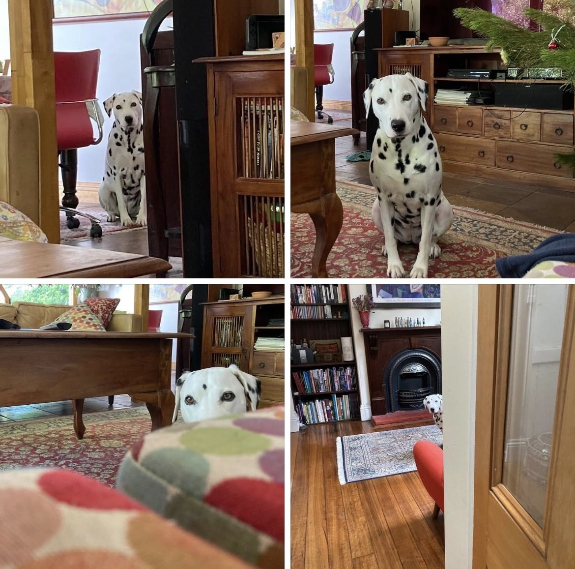 cmdibley's tweet photo. My dog is a very quiet dog. Rarely barks. When she wants to tell me something, she sits and stares at me silently until I ‘hear’ her. Sometimes for ages. This was to tell me there was a dead bee in her water bowl. https://t.co/Wnjcy0ww9N