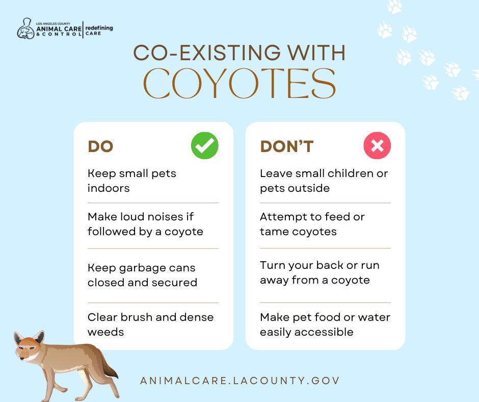 HawaiianGardens's tweet image. Coyotes have been sighted in Hawaiian Gardens. Keep pets indoors, stay alert, and never feed or approach coyotes. More tips at animalcare.lacounty.gov.

#HawaiianGardens #CoyoteAwareness #PetSafety #WildlifeTips #StaySafe #SoCal #California