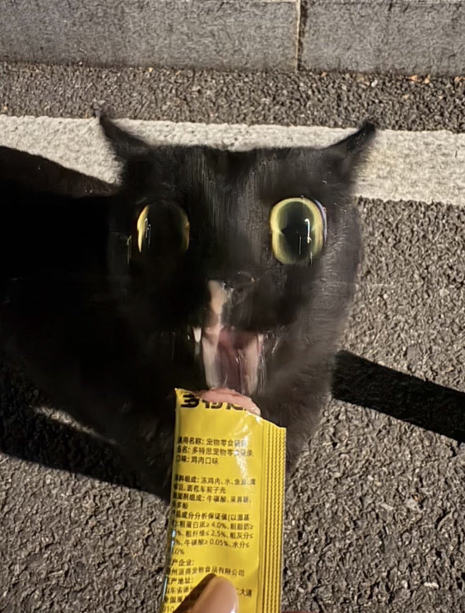 gatos fazendo gatices tweet media