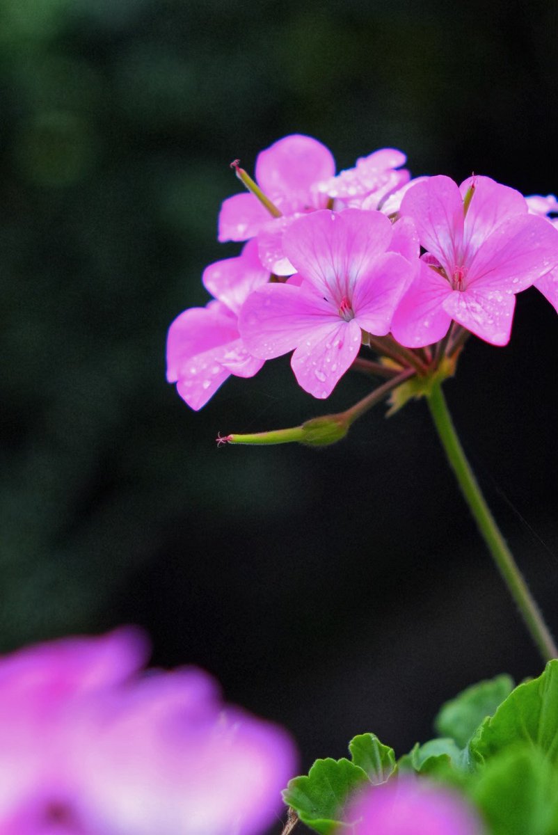 ella 💕 tweet media