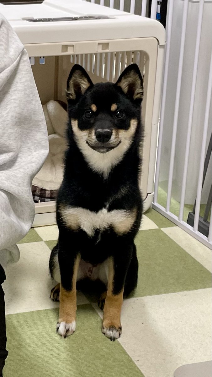 #春のパピー柴犬祭2026
今日のイッヌまとめ
気づけば、もう10ヶ月の柴犬