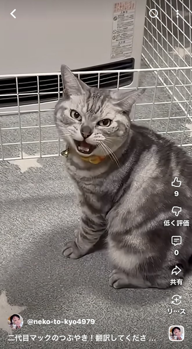 pakaran1966's tweet photo. 二代目マック物語更新！
『なんかしゃべってるにゃ〜😹』
見てにゃ😻

川上麻衣子さんのYouTube「ねこと今日」を見てね😸

https://t.co/USHSjGg05Y

#毎日がネコ曜日
#ねこと今日
#川上麻衣子 さん
#隔週木曜更新
#二代目マック #保護ネコ#アメリカンショートヘア #アメショー
#americanshorthair https://t.co/hrcVKwDP8R