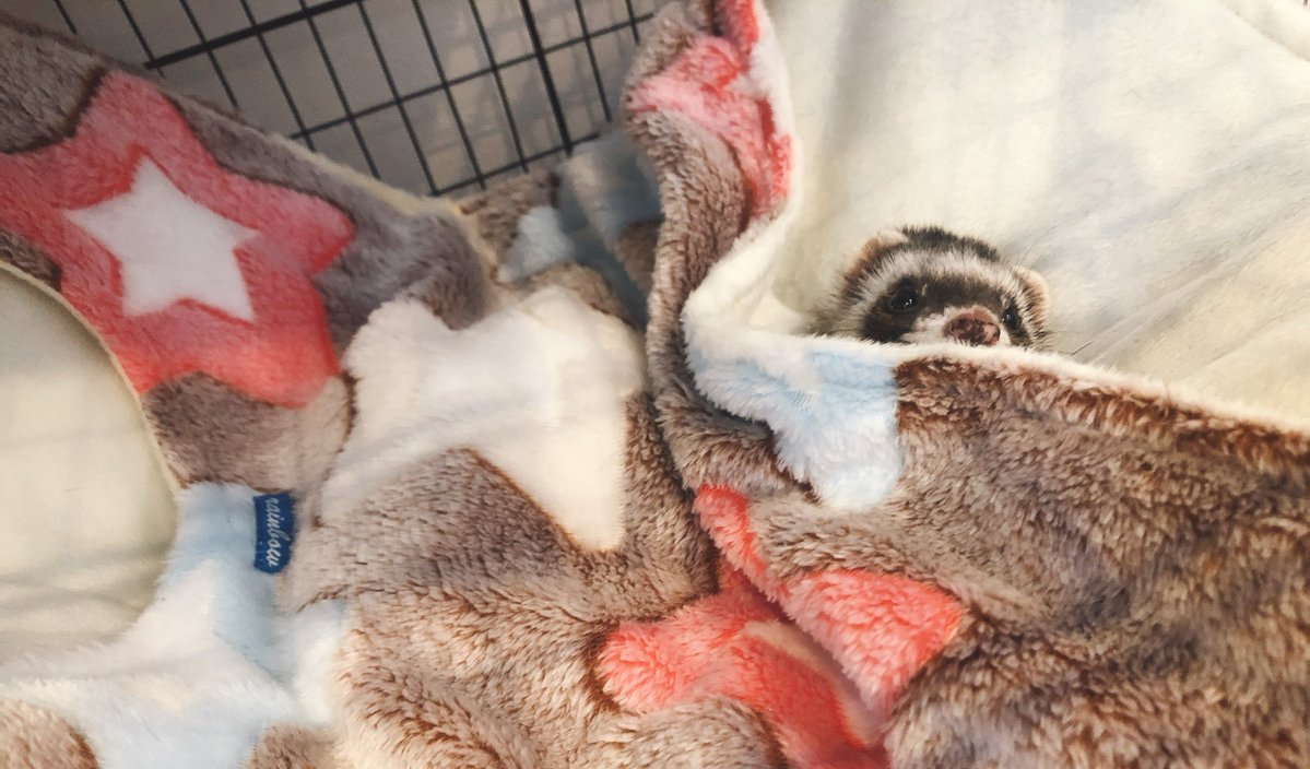 鈴木信子 tweet media