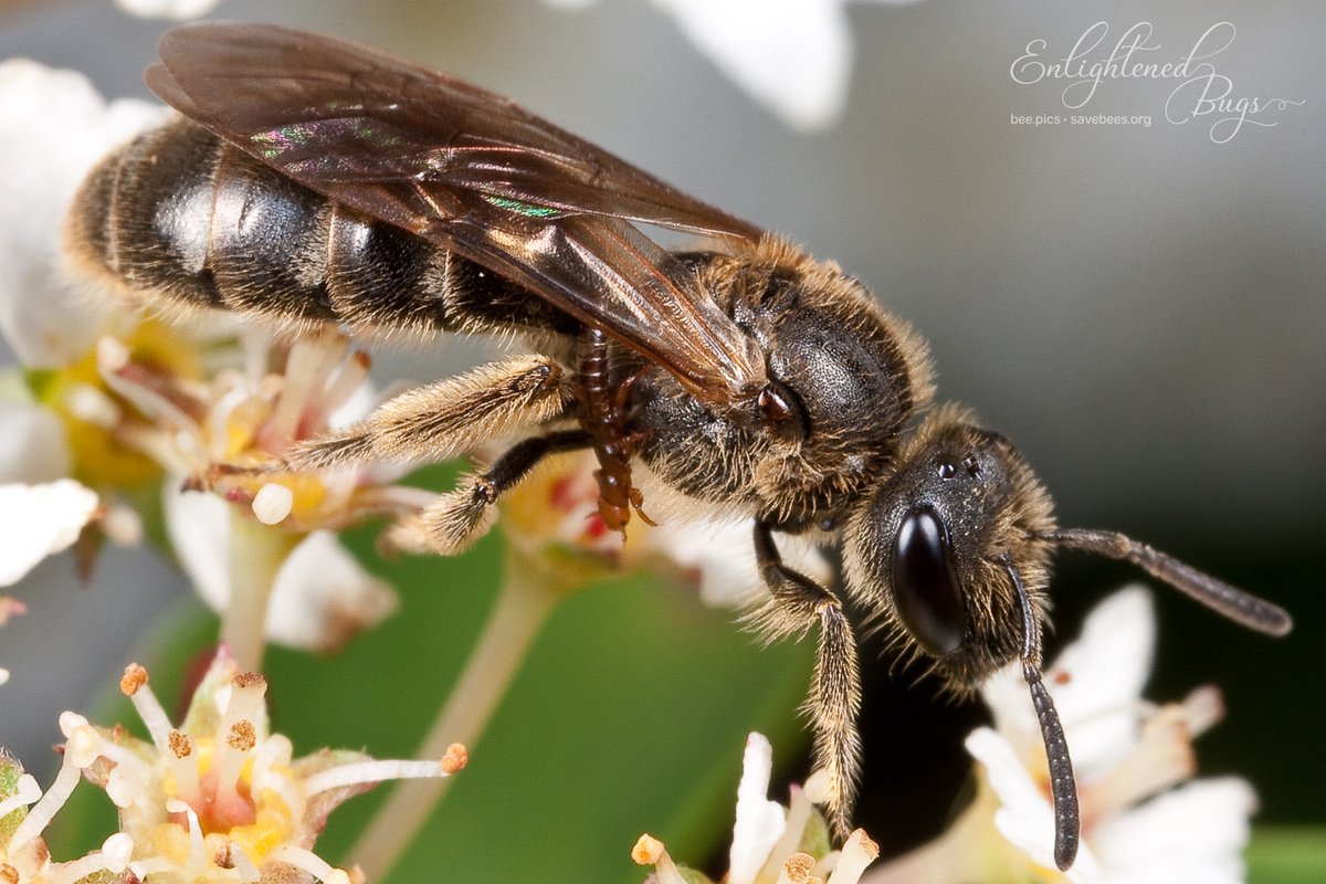 Save Bees tweet media