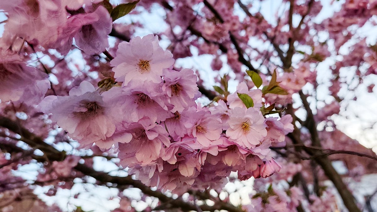 cooldasku's tweet image. #Spring | the busy season of #bees...
vt.tiktok.com/ZS9F5Bmg5
#Dasku #HBG #Sweden