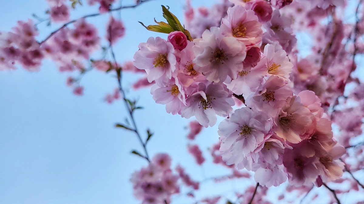 cooldasku's tweet image. #Spring | the busy season of #bees...
vt.tiktok.com/ZS9F5Bmg5
#Dasku #HBG #Sweden