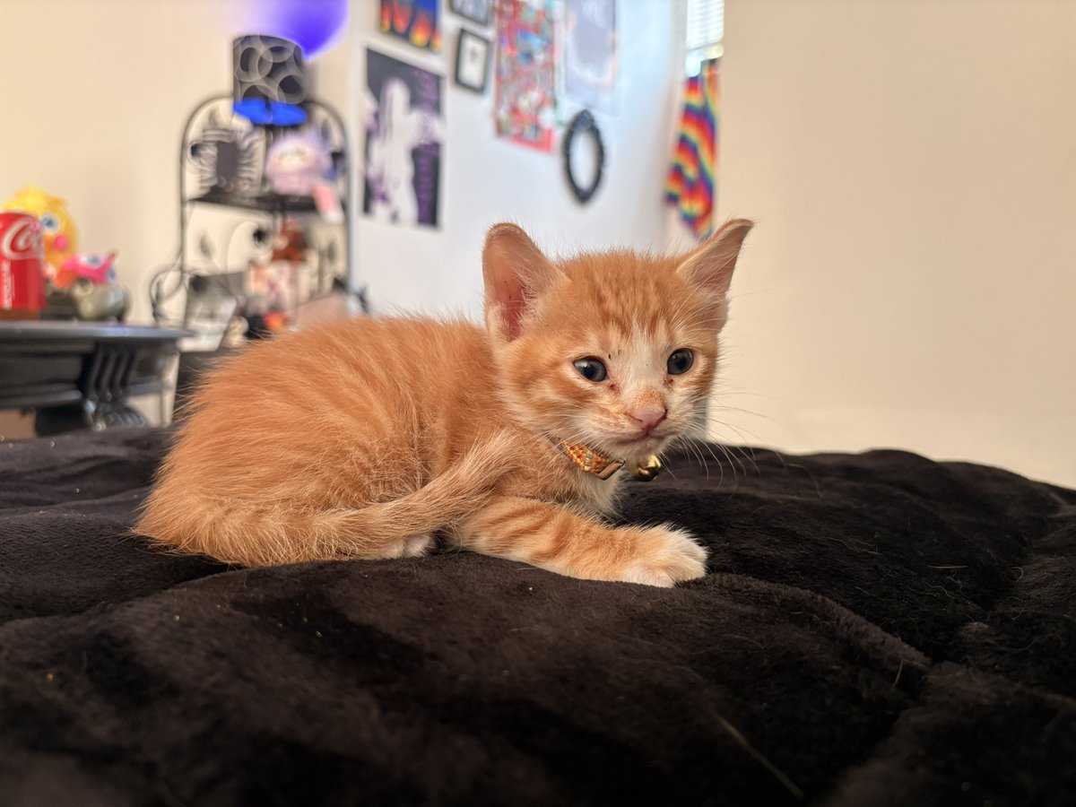 Milk🐴🐾🌵 tweet media