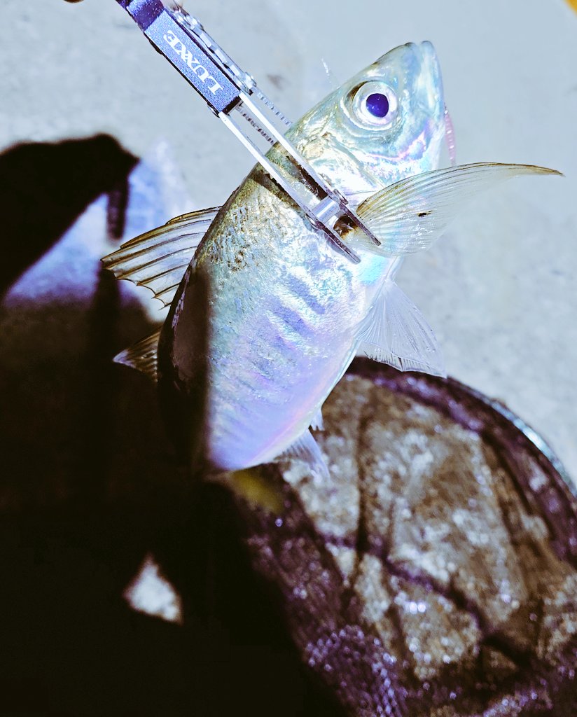 rem06s's tweet photo. 先週のリベンジ一応成功？(੭ ᐕ))？
ようやく人生初尺アジ釣れましたぁ(*´ `*)
アジングにハマりだして約1年ようやっと豆アジから卒業です！ https://t.co/8oMbxaAsWq
