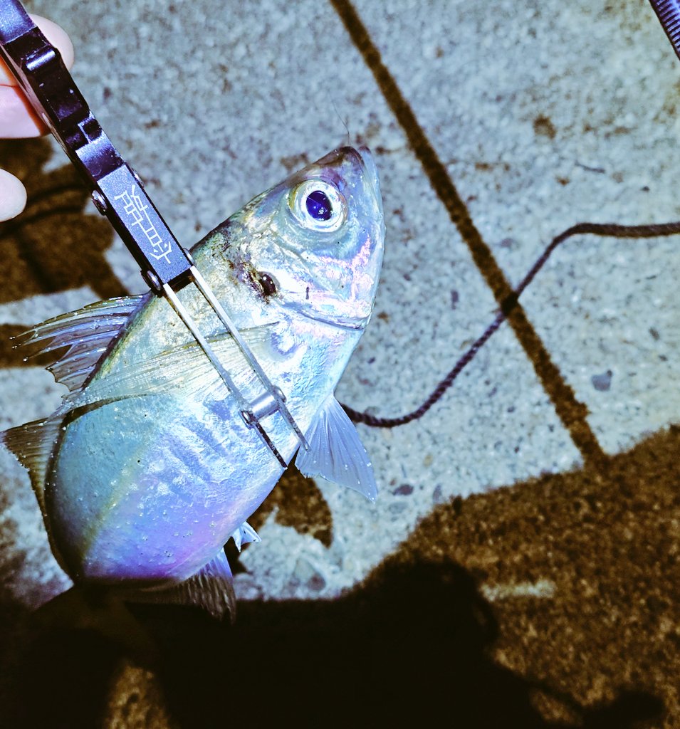 rem06s's tweet photo. 先週のリベンジ一応成功？(੭ ᐕ))？
ようやく人生初尺アジ釣れましたぁ(*´ `*)
アジングにハマりだして約1年ようやっと豆アジから卒業です！ https://t.co/8oMbxaAsWq
