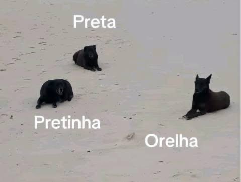 Saudades 🥹🌹
#JustiçaPorOrelha