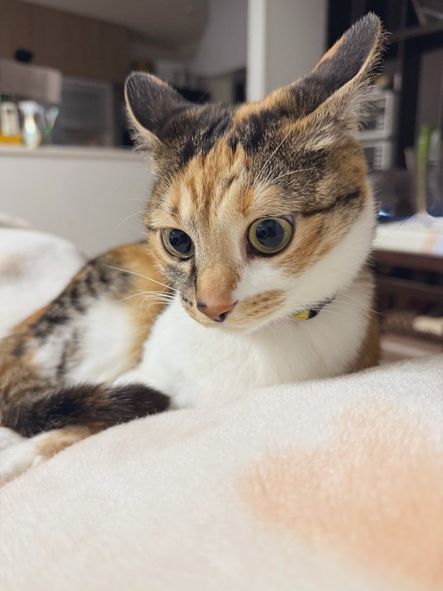 三毛猫こはくの部屋 tweet media