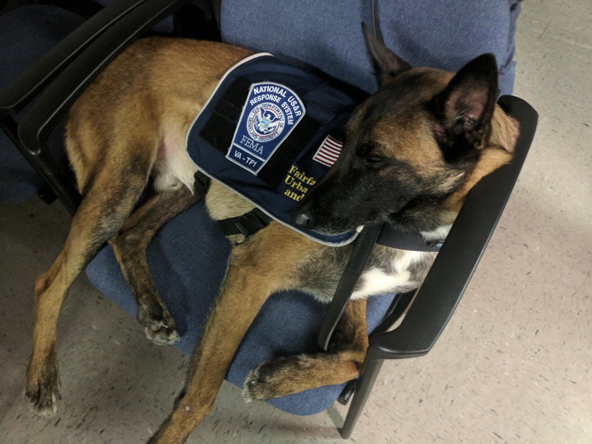 VATF1's tweet photo. @vatf1 regrets to announce the passing of retired #canine Ivan. Ivan deployed internationally and domestically and served for 10 years. We thank Ivan for his dedicated global service and extend our deep condolences to his family &amp; the members of the canine section.
@ffxfirerescue https://t.co/S1xiyx5wvJ