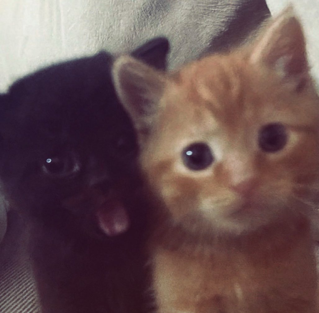 𑣲kiwi tweet media