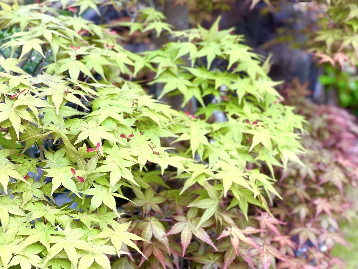 しのモー🗣️「人生らせん階段だから‥」 tweet media