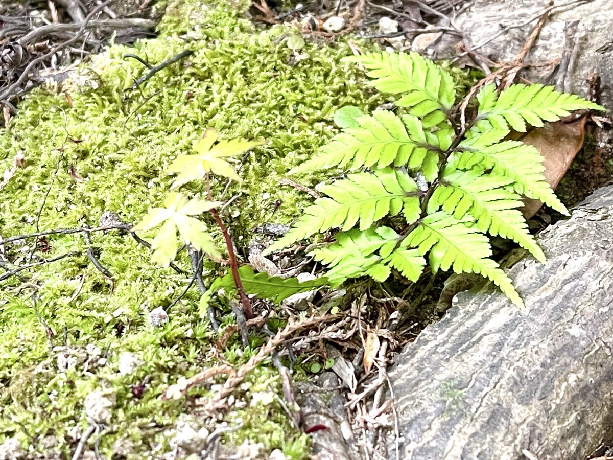 しのモー🗣️「人生らせん階段だから‥」 tweet media