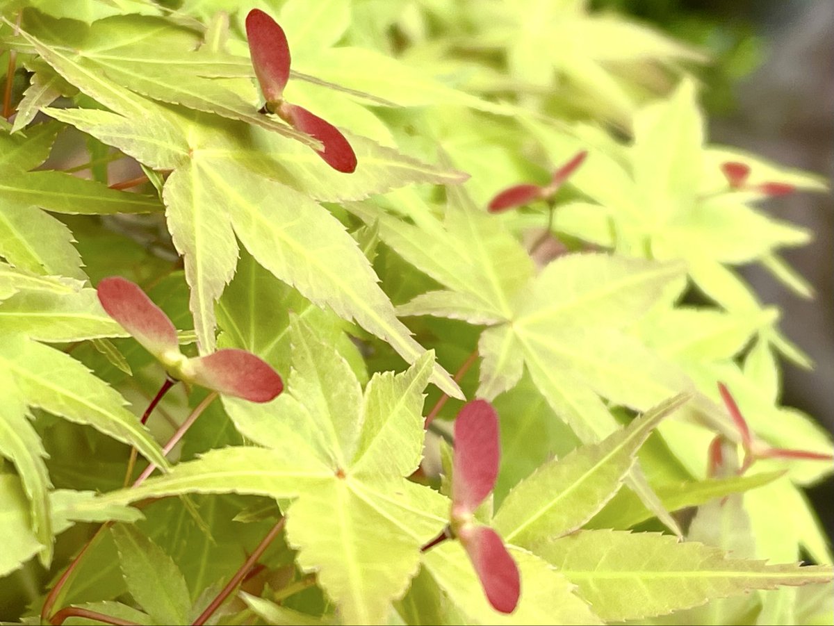 しのモー🗣️「人生らせん階段だから‥」 tweet media