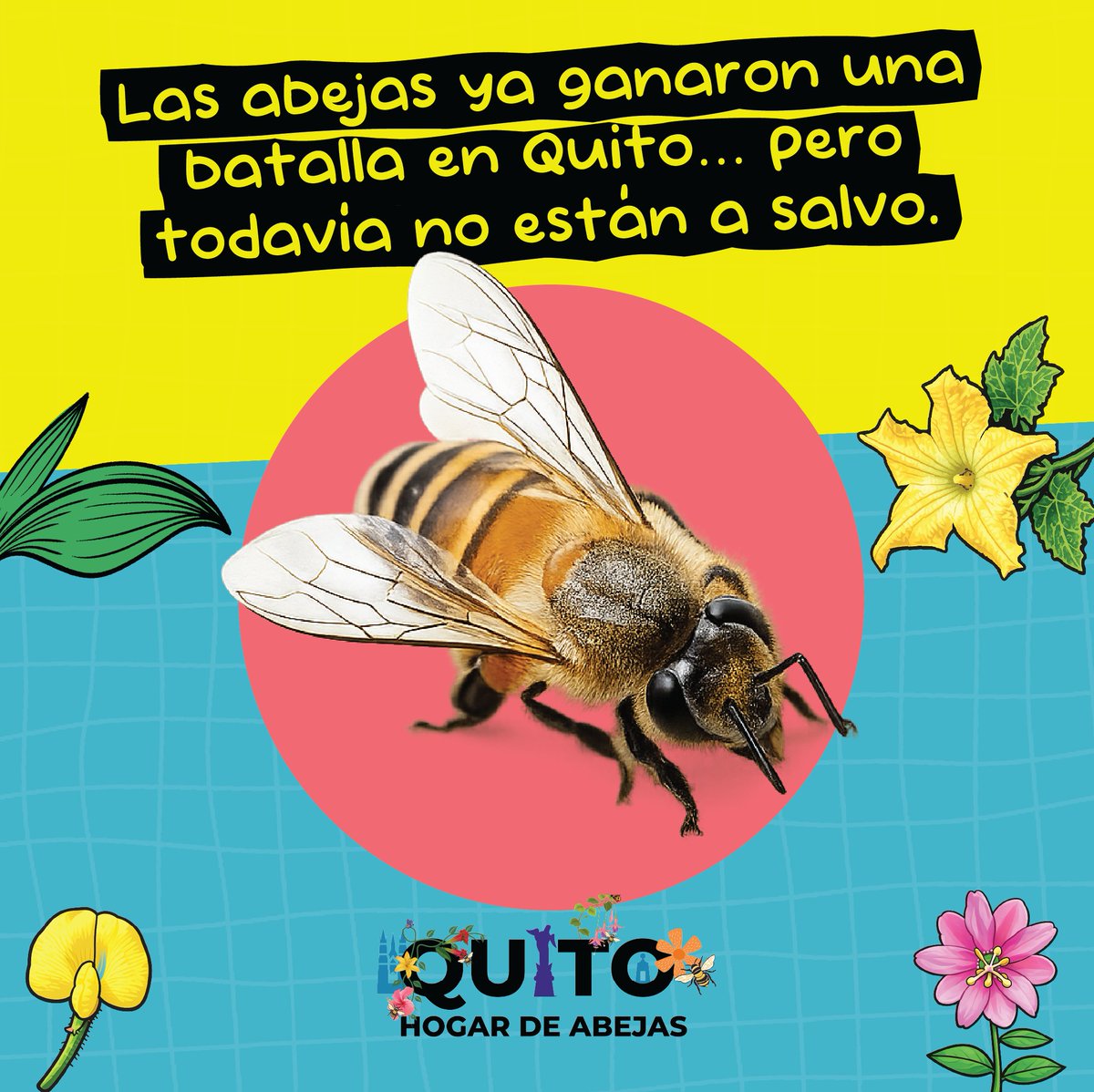 Abeja yo te Elijo tweet media