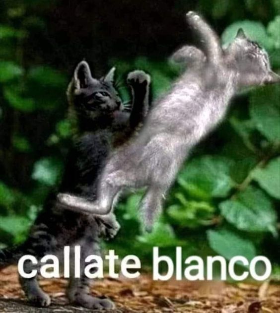 p4rac3tamol tweet media