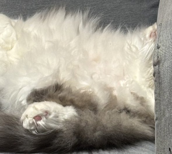 haide 雑多垢🌸🥐🎪🛸💜 tweet media