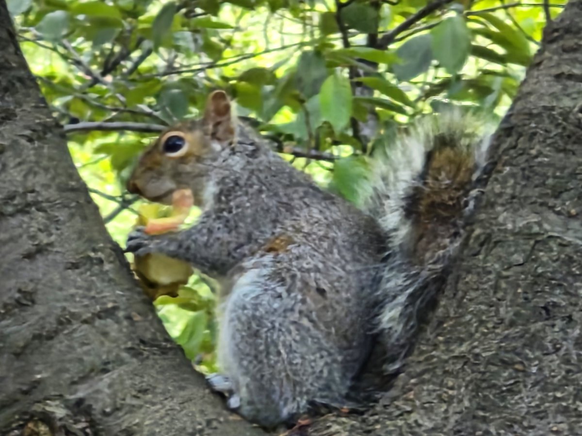 Squirrels of Oklahoma tweet media