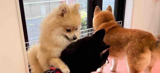 (🔥ETH) Ponta
Gambles Channel 🎲

$PONTA just launched new Dog featured on Neiro's Kabochan blog. Good branding and narrative. Just went live so low cap. Burnt LP and no tax, Renounced CA. Check Links below. Degen. Dyor. Disclaimer

t.me/officialcrypto…