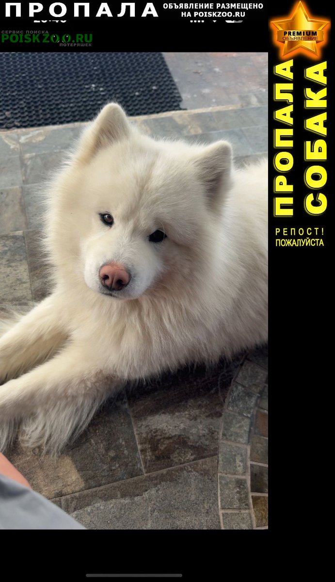 POISKZOO.RU™ tweet media