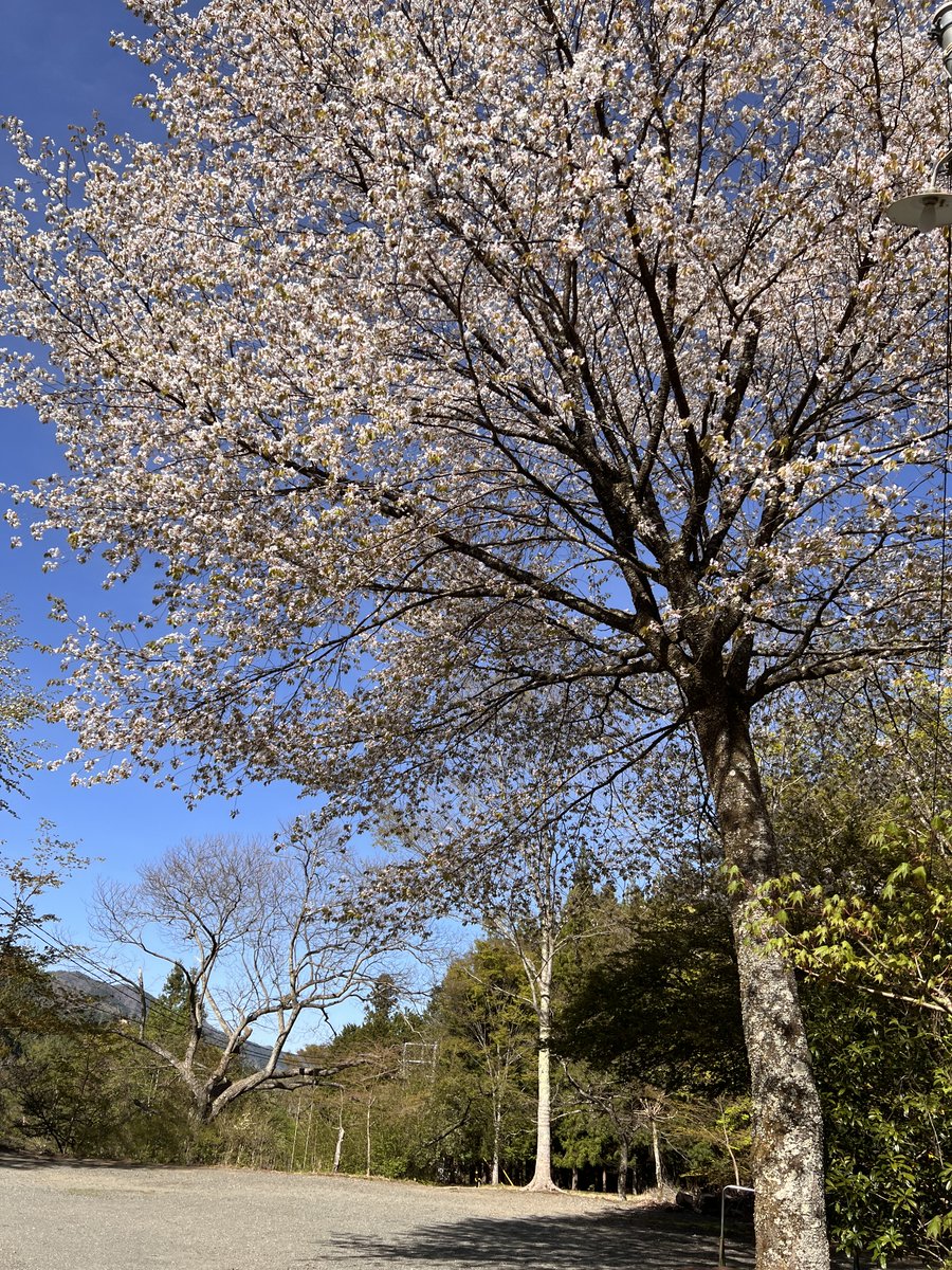 c_v_c_camp's tweet photo. 花のいのちは儚い。
あっという間に時はうつろう。
日々大切に生きよう⛺️ https://t.co/cZrxeYyIYq