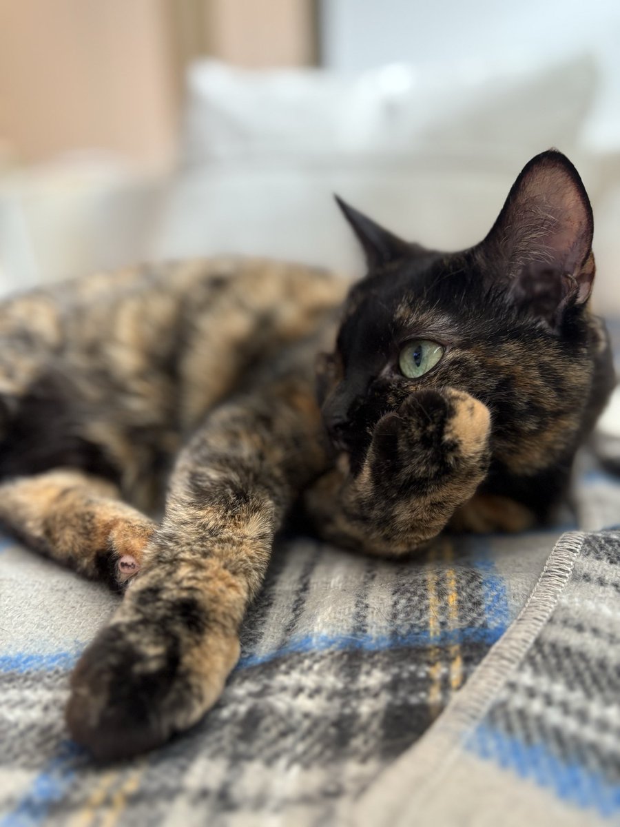 おはようございます。あたたかいひざかけでのんびりサビ女子です🐈‍⬛数年前から心配していたSFTSが拡大していて怖いです。ネコちゃんお外に出さないようお互い気をつけましょうね。今日もよろしくお願いします