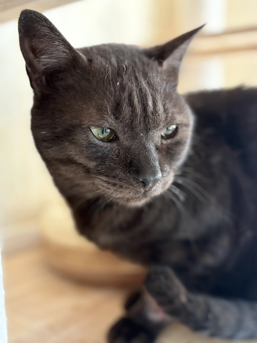 📣譲渡会に参加
「捨てられた猫♂きやり5〜7歳」
🐈最初はいじけていたけど、今は甘えんぼ。
🐱なでられるのが好きになってきました。

🗓️5月2日（土）13:00〜16:00 
📍聖マルコ教会 パリッシュホール
（府中市美好町3-8-2）

pet-home.jp/cats/tokyo/pn5… 

#里親募集 #保護猫