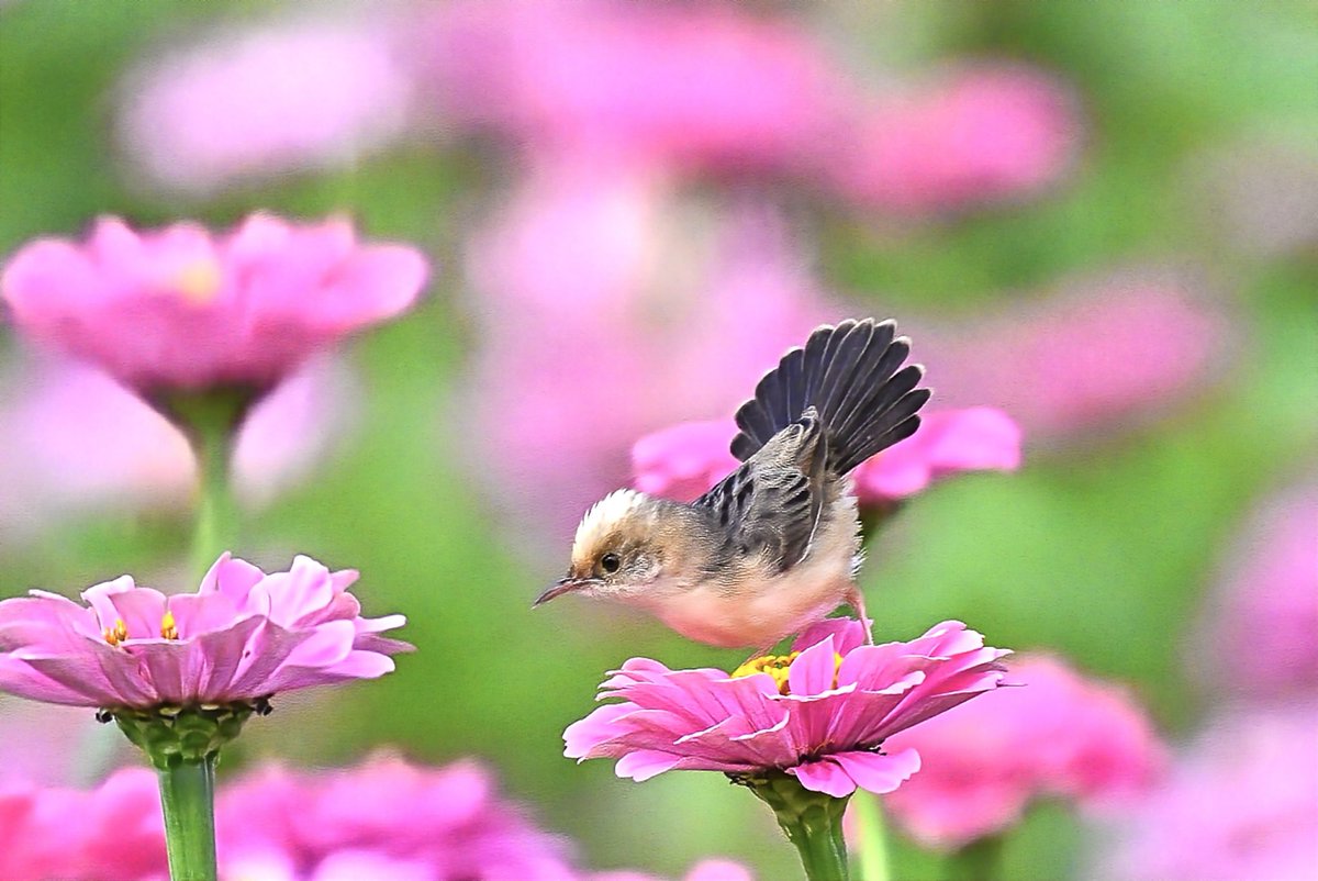 ChenTienjing's tweet photo. #黃頭扇尾鶯
#photography #pictureoftheday #picture #birds #birdphotography #nature #mothernature #animals #animalkingdom #naturephotography https://t.co/SBE7OX1knx
