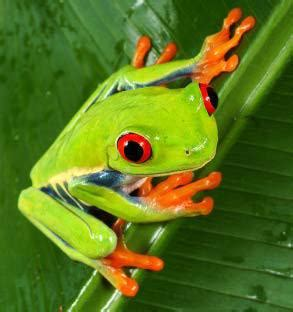 pawpaw_ray's tweet image. 🐸It is “Frog Month”🐸
#Kids challenges:
⭐️List 7 types of #Frogs!
⭐️Find out what types live in your area!
⭐️Learn about the frog life-cycle!

#Parenting &amp;amp; #Homeschool ideas for #wildlife &amp;amp; #nature