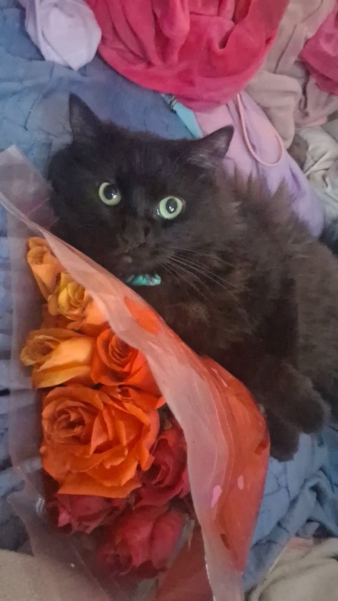 Candy Floppa Virus🐱💗 tweet media