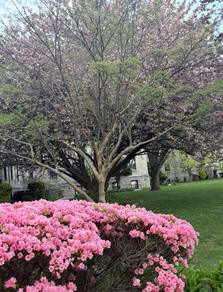 BinaNepram's tweet photo. One More Day to Go-The Historic Second Global Summit on Indigenous Peacebuilding 25-26 April 2026.The blooming myriad spring flowers,the ancient trees,the kind grass & the rejuvenating wind await the brave hearts #Heal #TheGoodEarth #IndigenousPeaceBuilding #OurFutureLight #World https://t.co/490ovDhD5b
