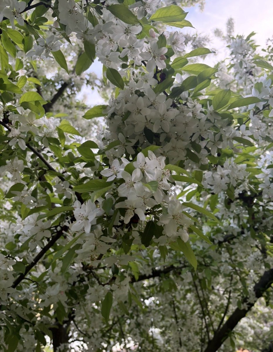 BinaNepram's tweet photo. One More Day to Go-The Historic Second Global Summit on Indigenous Peacebuilding 25-26 April 2026.The blooming myriad spring flowers,the ancient trees,the kind grass & the rejuvenating wind await the brave hearts #Heal #TheGoodEarth #IndigenousPeaceBuilding #OurFutureLight #World https://t.co/490ovDhD5b