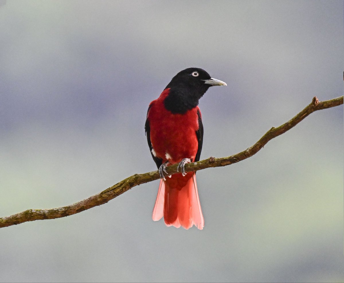 ChenTienjing's tweet photo. #朱鸝
#photography #pictureoftheday #picture #birds #birdphotography #nature #mothernature #animals #animalkingdom #naturephotography https://t.co/ktshYVkr2I