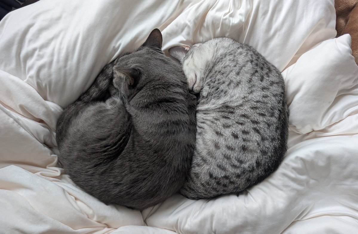 かみじょー 🎸🎻 tweet media