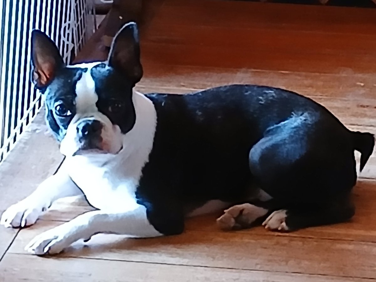 ボストンテリアのおむすび🍙 tweet media