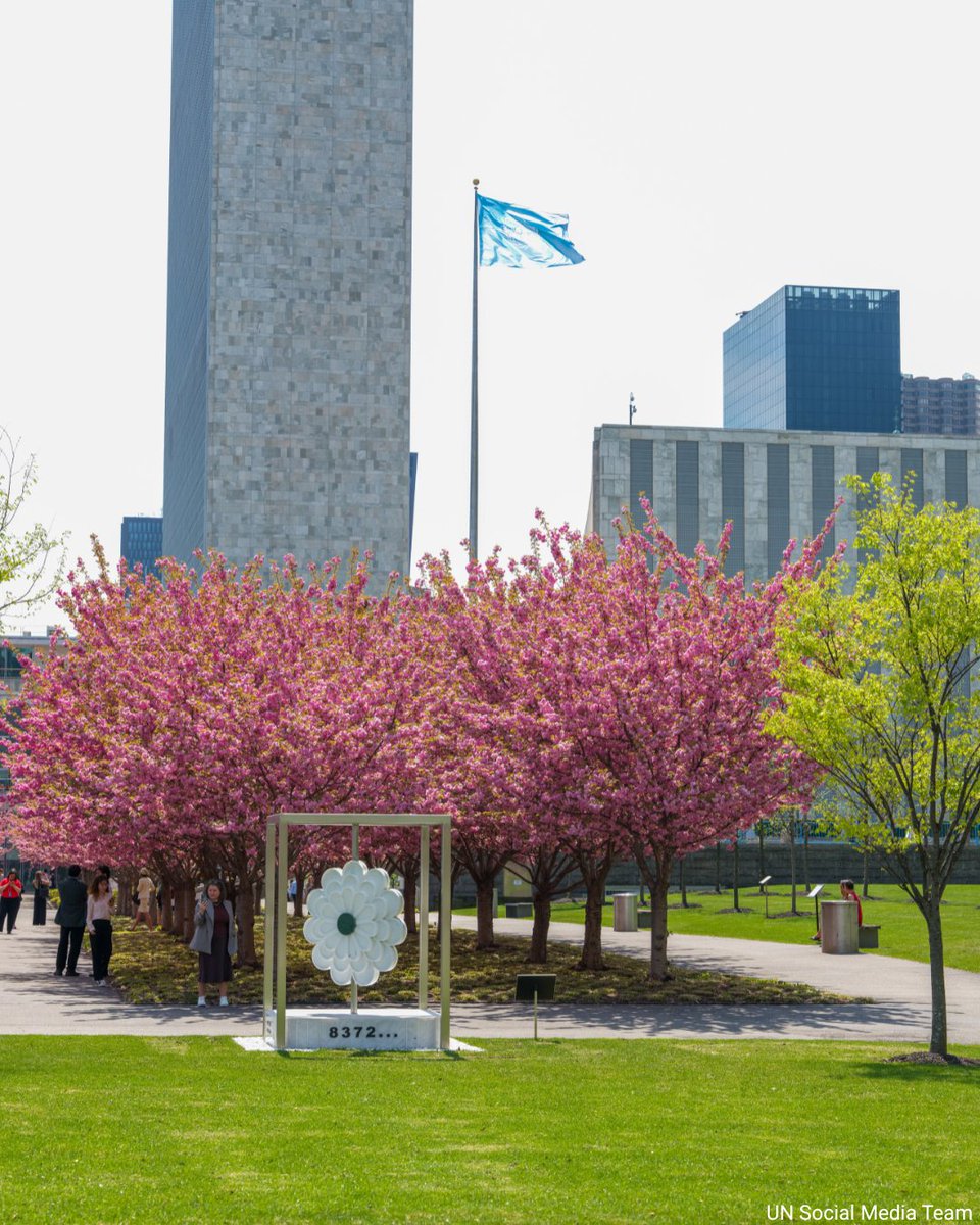 NacoesUnidas's tweet image. A primavera chegou à sede da ONU, trazendo consigo o espetáculo das cerejeiras.

Embora a nossa sede fique em #NY, as Nações Unidas atuam no🌎ao — alimentar quem passa fome, vacinar crianças, proteger refugiados, adotar #AçãoClimática, responder a crises humanitárias e muito mais