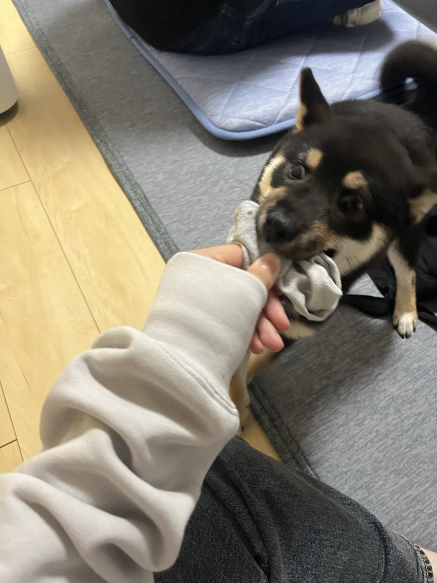 moon_24g's tweet photo. #春のパピー柴犬祭2026 https://t.co/8vxXRJEKEn